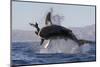 Great White Shark (Carcharodon Carcharias)-David Jenkins-Mounted Photographic Print