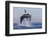 Great White Shark (Carcharodon Carcharias)-David Jenkins-Framed Premium Photographic Print