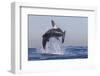 Great White Shark (Carcharodon Carcharias)-David Jenkins-Framed Premium Photographic Print