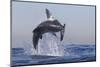 Great White Shark (Carcharodon Carcharias)-David Jenkins-Mounted Premium Photographic Print