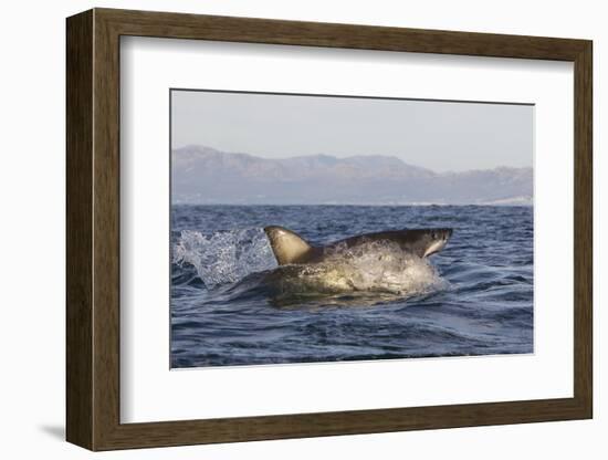 Great White Shark (Carcharodon Carcharias)-David Jenkins-Framed Photographic Print