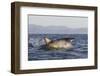 Great White Shark (Carcharodon Carcharias)-David Jenkins-Framed Photographic Print