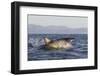 Great White Shark (Carcharodon Carcharias)-David Jenkins-Framed Photographic Print