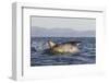 Great White Shark (Carcharodon Carcharias)-David Jenkins-Framed Photographic Print