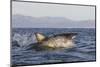 Great White Shark (Carcharodon Carcharias)-David Jenkins-Mounted Photographic Print