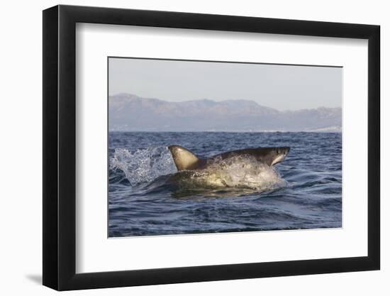 Great White Shark (Carcharodon Carcharias)-David Jenkins-Framed Premium Photographic Print