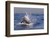 Great White Shark (Carcharodon Carcharias)-David Jenkins-Framed Photographic Print