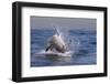 Great White Shark (Carcharodon Carcharias)-David Jenkins-Framed Photographic Print