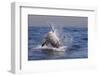 Great White Shark (Carcharodon Carcharias)-David Jenkins-Framed Photographic Print