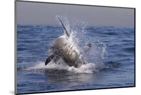 Great White Shark (Carcharodon Carcharias)-David Jenkins-Mounted Photographic Print