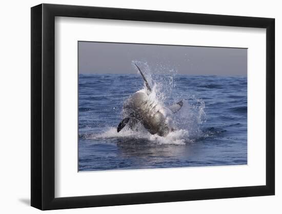 Great White Shark (Carcharodon Carcharias)-David Jenkins-Framed Premium Photographic Print