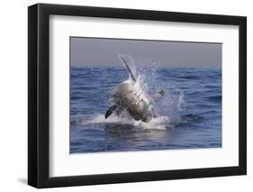 Great White Shark (Carcharodon Carcharias)-David Jenkins-Framed Premium Photographic Print