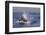 Great White Shark (Carcharodon Carcharias)-David Jenkins-Framed Premium Photographic Print