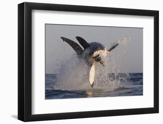 Great White Shark (Carcharodon Carcharias)-David Jenkins-Framed Premium Photographic Print