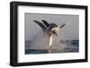 Great White Shark (Carcharodon Carcharias)-David Jenkins-Framed Premium Photographic Print