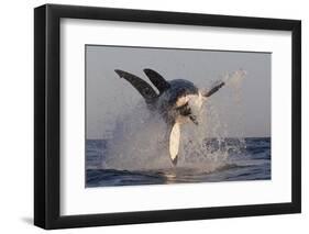 Great White Shark (Carcharodon Carcharias)-David Jenkins-Framed Premium Photographic Print