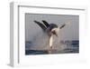 Great White Shark (Carcharodon Carcharias)-David Jenkins-Framed Premium Photographic Print