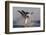 Great White Shark (Carcharodon Carcharias)-David Jenkins-Framed Photographic Print