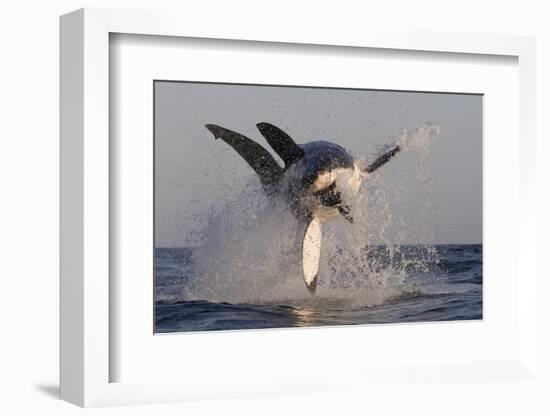 Great White Shark (Carcharodon Carcharias)-David Jenkins-Framed Photographic Print