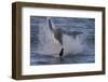 Great White Shark (Carcharodon Carcharias)-David Jenkins-Framed Premium Photographic Print