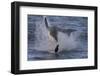 Great White Shark (Carcharodon Carcharias)-David Jenkins-Framed Premium Photographic Print