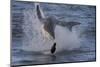 Great White Shark (Carcharodon Carcharias)-David Jenkins-Mounted Premium Photographic Print