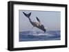 Great White Shark (Carcharodon Carcharias)-David Jenkins-Framed Photographic Print