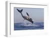 Great White Shark (Carcharodon Carcharias)-David Jenkins-Framed Photographic Print