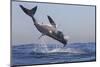 Great White Shark (Carcharodon Carcharias)-David Jenkins-Mounted Photographic Print