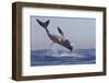 Great White Shark (Carcharodon Carcharias)-David Jenkins-Framed Premium Photographic Print