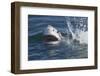 Great White Shark (Carcharodon Carcharias)-David Jenkins-Framed Premium Photographic Print