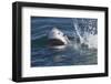 Great White Shark (Carcharodon Carcharias)-David Jenkins-Framed Premium Photographic Print