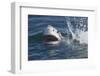 Great White Shark (Carcharodon Carcharias)-David Jenkins-Framed Premium Photographic Print