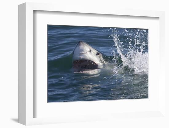 Great White Shark (Carcharodon Carcharias)-David Jenkins-Framed Photographic Print