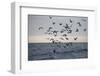 Great White Shark (Carcharodon Carcharias)-David Jenkins-Framed Photographic Print