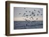 Great White Shark (Carcharodon Carcharias)-David Jenkins-Framed Premium Photographic Print