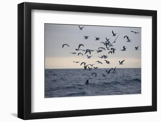 Great White Shark (Carcharodon Carcharias)-David Jenkins-Framed Premium Photographic Print