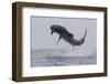 Great White Shark (Carcharodon Carcharias)-David Jenkins-Framed Photographic Print