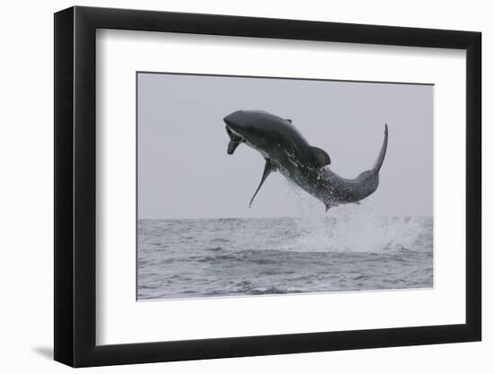 Great White Shark (Carcharodon Carcharias)-David Jenkins-Framed Premium Photographic Print