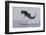 Great White Shark (Carcharodon Carcharias)-David Jenkins-Framed Premium Photographic Print