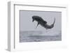 Great White Shark (Carcharodon Carcharias)-David Jenkins-Framed Premium Photographic Print
