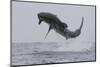 Great White Shark (Carcharodon Carcharias)-David Jenkins-Mounted Premium Photographic Print