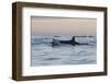 Great White Shark (Carcharodon Carcharias)-David Jenkins-Framed Premium Photographic Print