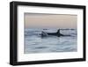 Great White Shark (Carcharodon Carcharias)-David Jenkins-Framed Premium Photographic Print