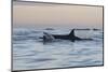 Great White Shark (Carcharodon Carcharias)-David Jenkins-Mounted Photographic Print