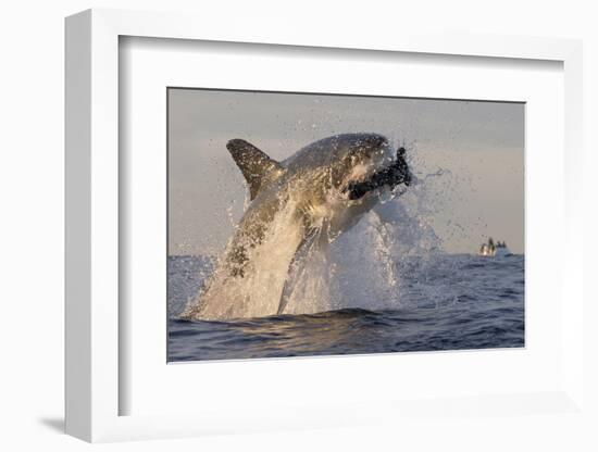 Great White Shark (Carcharodon Carcharias)-David Jenkins-Framed Photographic Print