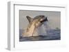 Great White Shark (Carcharodon Carcharias)-David Jenkins-Framed Photographic Print