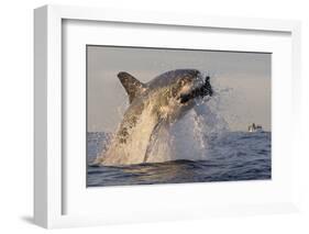 Great White Shark (Carcharodon Carcharias)-David Jenkins-Framed Photographic Print