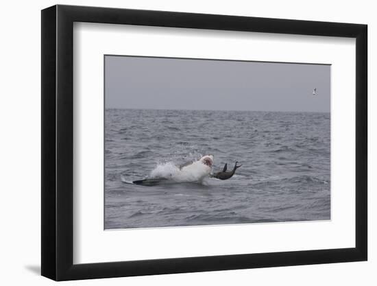 Great White Shark (Carcharodon Carcharias)-David Jenkins-Framed Premium Photographic Print