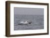 Great White Shark (Carcharodon Carcharias)-David Jenkins-Framed Photographic Print